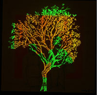 L'albero di Antonia - Night